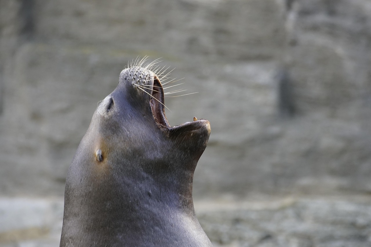 découvrez l'art du cold calling : techniques efficaces pour transformer des appels à froid en opportunités commerciales. apprenez à engager vos prospects, surmonter les objections et augmenter vos ventes grâce à des stratégies éprouvées.