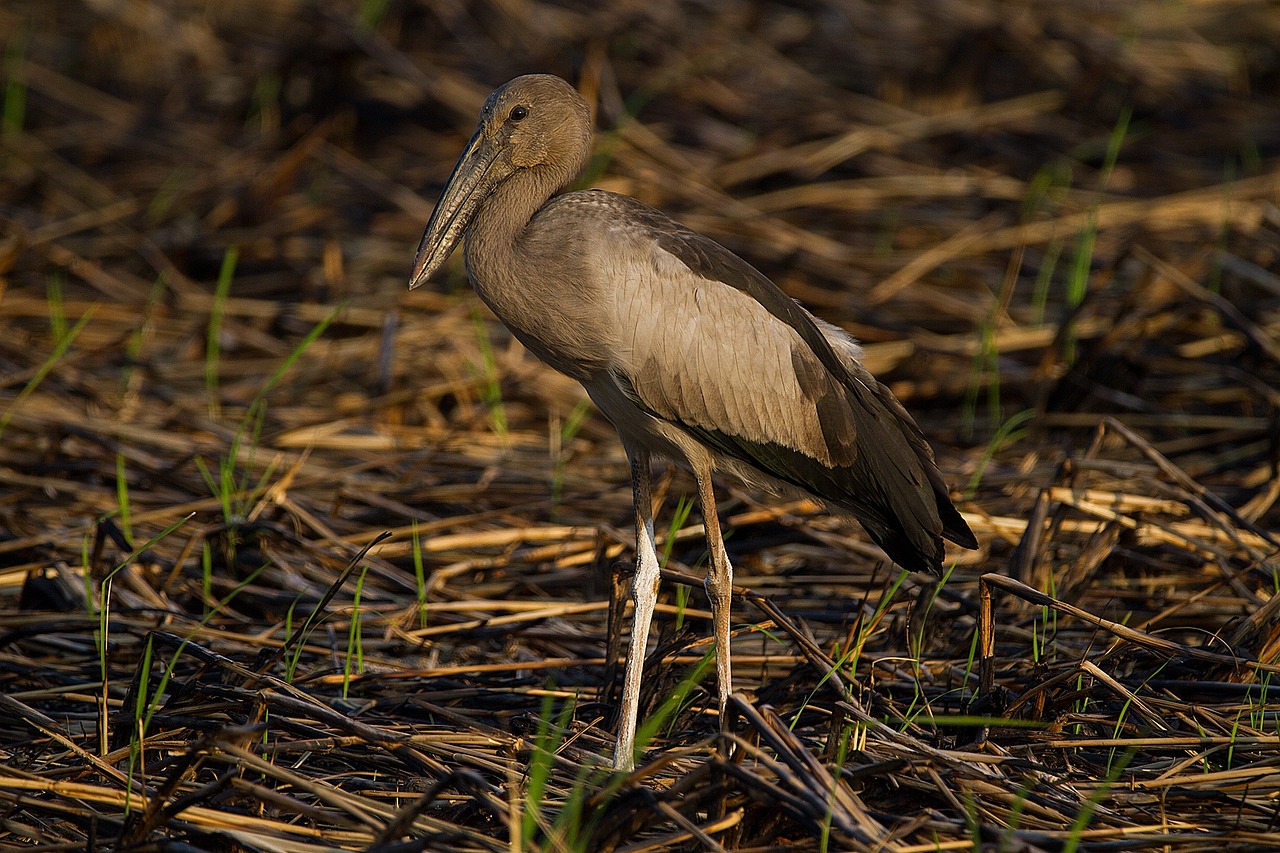 découvrez thales, leader mondial dans les technologies de défense, d'aérospatial, de sécurité et de transport. explorez ses innovations, solutions et engagements pour un monde plus sûr et connecté.