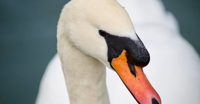 Comprendre l’univers des start-up : défis et opportunités